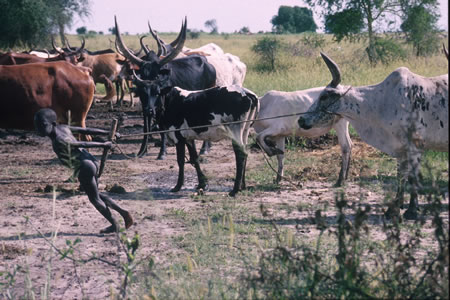 Community level animal health and welfare services