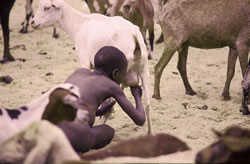 Community level animal health and welfare services