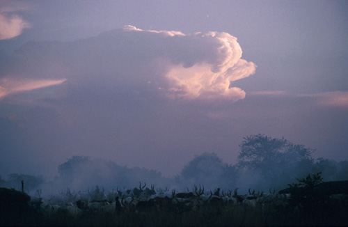 Dusk, when people and cattle come together again at the end of the day, is the main time for social activity.