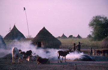 Community level animal health and welfare services